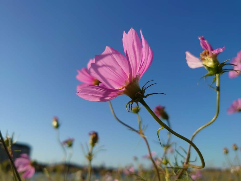 お出かけ先の画像 by たーぼー *さん | お出かけ先とコスモスと空とと道草とキク科と秋を彩るコスモスフォトコンと近所と寄り道