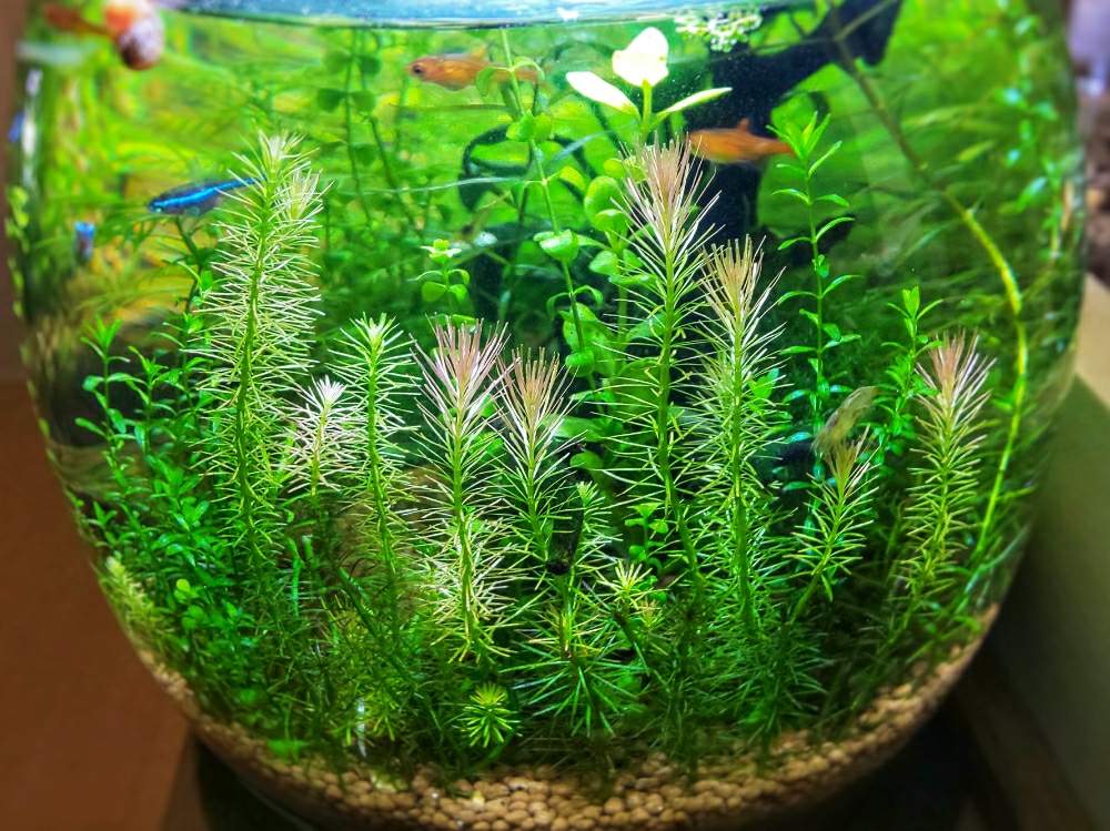 部屋の画像 by chip sp.さん | 部屋とリスノシッポとキラキラ✨と水草水槽とボトルアクアリウムと今日の一枚と水槽と熱帯魚と水草とライトアップとアクアリウムと水草フォトコン