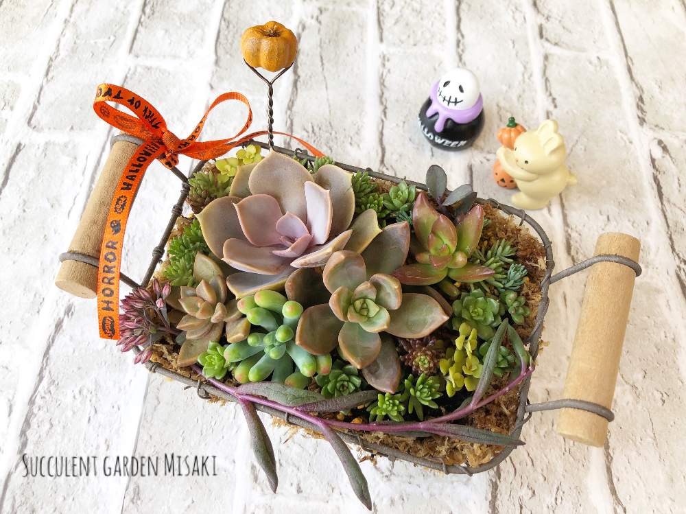 部屋の画像 by Misakiさん | 部屋と多肉植物とSucculentgardenMisakiと千葉県とジャンクと多肉大好きとイベントとアンティークと普及種とハロウィンと多肉が癒しですと普及種バンザイと多肉ワークショップと多肉女子とハロウィンアレンジ♪2019とナチュラルスタイルと多肉植物アレンジメントインストラクターと千葉タニラーとワークショップ