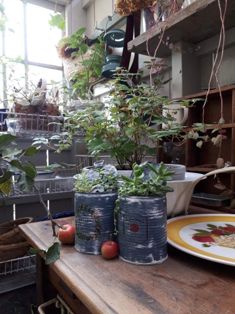 テラスの画像 by nakamu-さん | テラスと多肉植物の寄植えと姫りんごと多肉植物とキュンキュン乙女倶楽部No.138とキュンキュン乙女倶楽部とGSのみなさんに感謝♡と秋に作った寄せ植えフォトコンと姫りんご❇︎と姫りんごアルプス乙女と花のある暮らしとデッキ小屋⭐