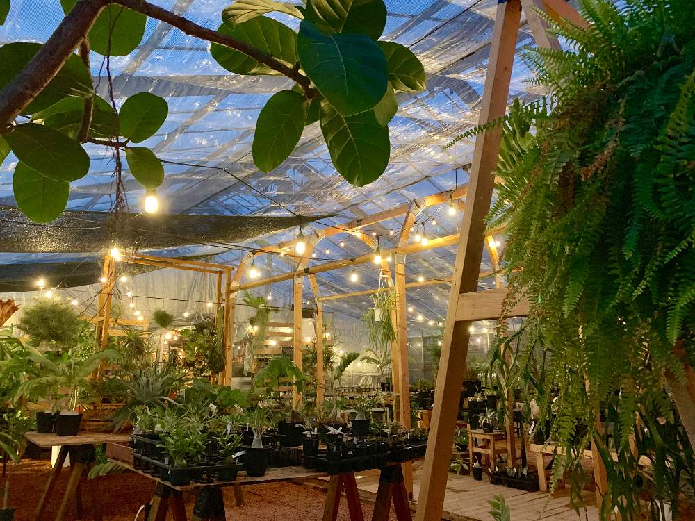 インテリアの画像 by Flower Villageさん | インテリアと着生植物と コウモリラン とボタニカルライフと ビカクシダと鷺沼とコーデックスとティランジア属とフラワービレッジと多肉女子と塊根植物と植物女子とシダ植物と花のある暮らしとflowervillageとベランダーとゴムの木❇︎とワークショップ とビザールプランツとインテリアグリーンとグリーン