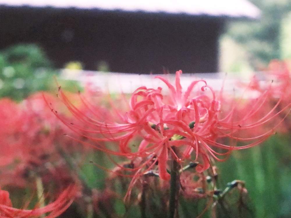 お出かけ先の画像 by richrichさん | お出かけ先と彼岸花 赤と昭和記念公園とminorinophotoと写真と素敵な休日とMINOLTAと一眼レフと植物とfilmとまだまだ初心者とお花の目線とかわいい