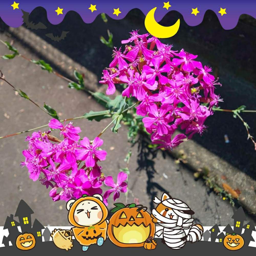 お出かけ先の画像 by はねこさん | お出かけ先とムシトリナデシコとど根性❣️と小花が集まったお花と丈夫な子。と川沿いの花*花とピンクのお花と人目をひくと花のある暮らしと可愛いらしいお花