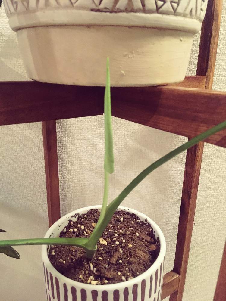 部屋の画像 by Loveplantsさん | 部屋とモンステラ デリシオーサと観葉植物と緑溢れる幸せな生活と緑のある暮らしとお部屋ガーデンと出た!新芽♡