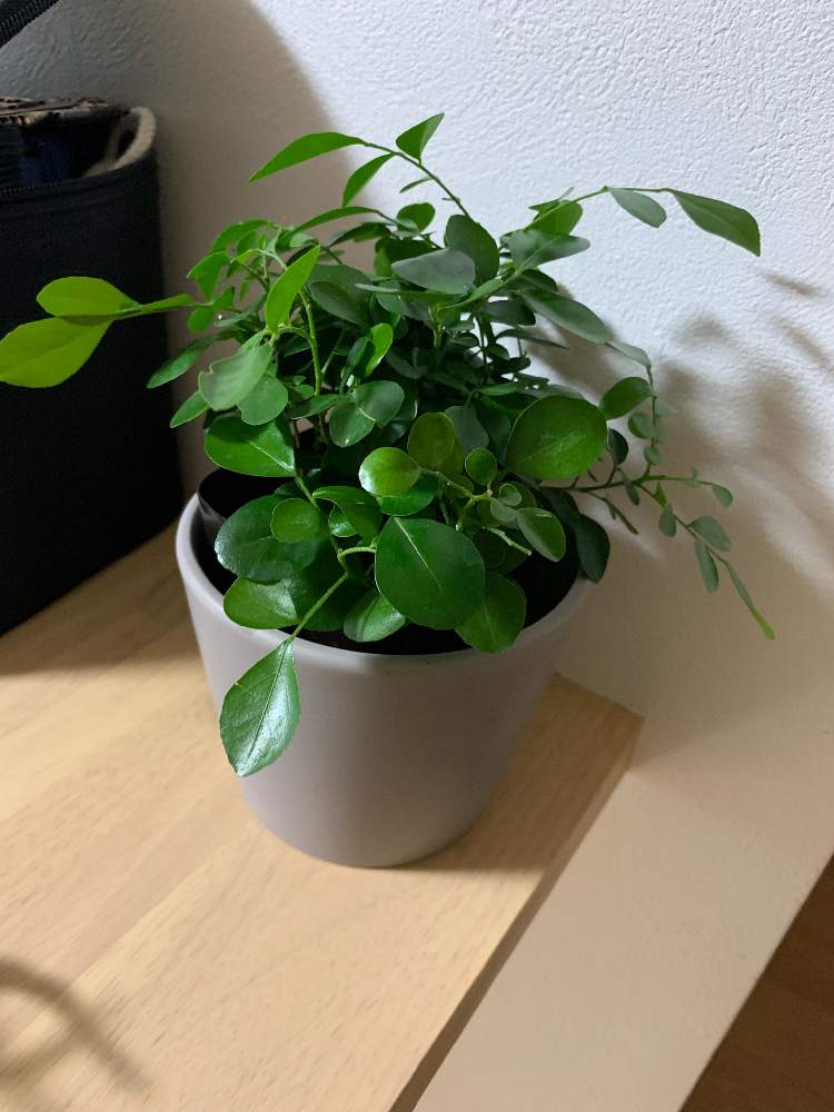 インテリアの画像 by えぬえぬさん | インテリアとシルクジャスミンとゲッキツと観葉植物と100均とグリーン!グリーン!グリーン!とGS映えともりもりと花のある暮らしとシルクジャスミン*とGREEN UP!とゲッキツ。とダイソー出身とダイソー産