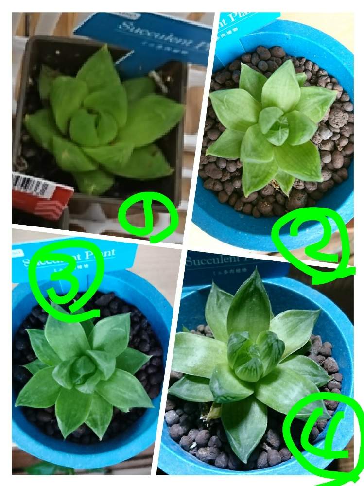 の画像 by パパさん | ハオルチア シンビフォルミスと多肉植物と100均とダイソーとハオルチア属