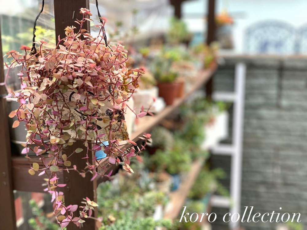 アプローチの画像 by koroさん | アプローチとカリシアと多肉植物とkoroの多肉棚と埼玉ンズ倶楽部とダルマん出動と植中毒とたにおたくらぶ No.83とバラと夢CLUBと多肉女子と埼玉タニラーとたにおたくらぶ