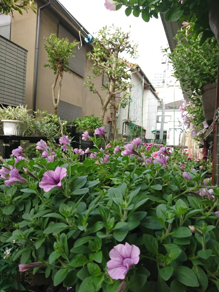 小さな庭の画像 by 黒ヌコの蓮根さん | 小さな庭とサフィニア♪と目指せワサワサと草植系紳士と黒ニャンコ隊とガーデニング初級者とDIYとガーデニングと花のある暮らしとキュンキュン救心倶楽部♪と切り戻しと見守り隊