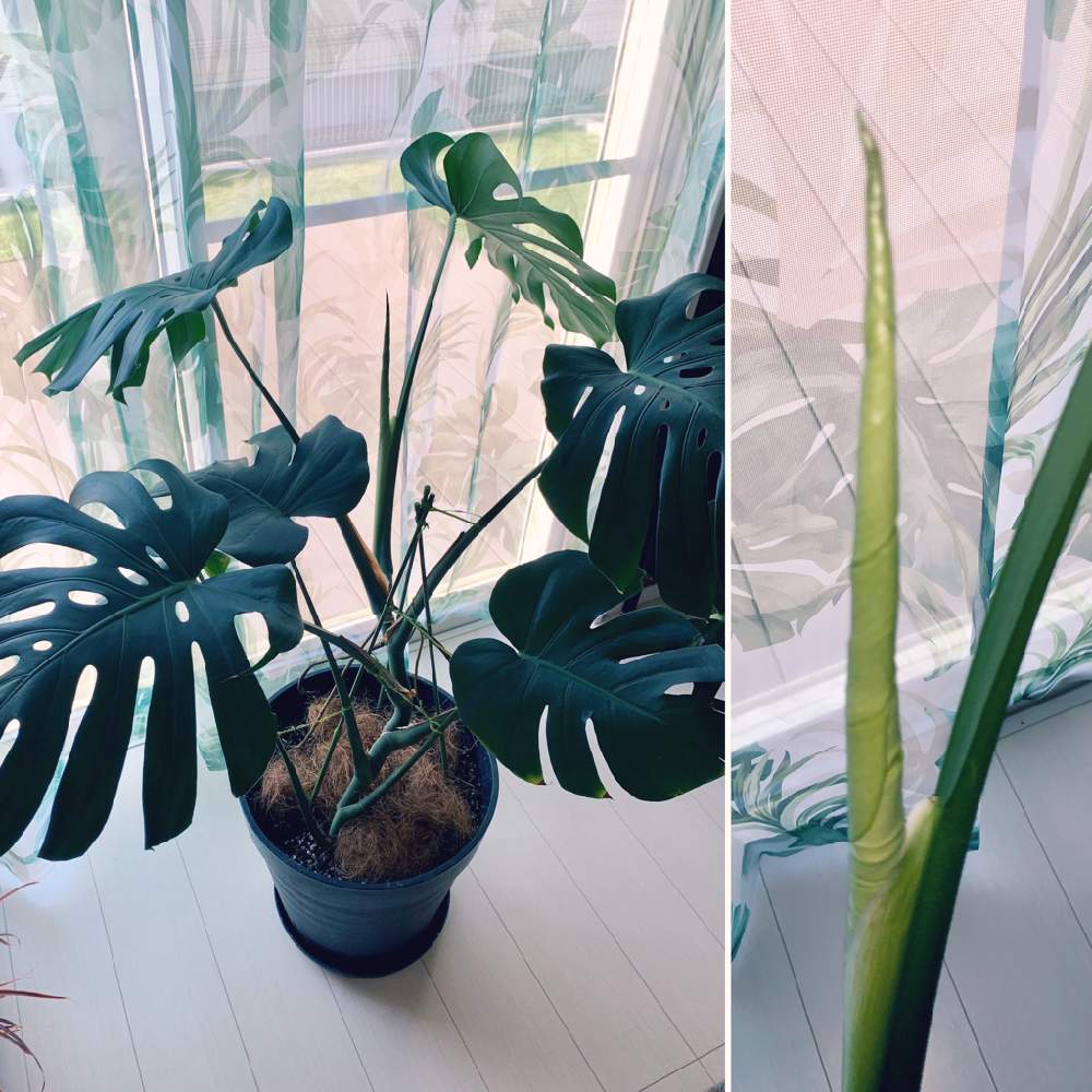 インテリアの画像 by きょうすけさん | インテリアと観葉植物と植物のある暮らしとグリーンのある暮らしとわが家の観葉植物❢と植中毒とリビングとジャングル化計画とモンステラ,とインテリアグリーンと植物に癒されて
