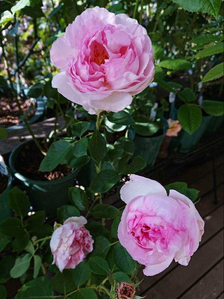 テラスの画像 by YUMIKOさん | テラスと薔薇愛同盟と花が好き❤とかわいい♡と大好きと植中毒と綺麗と薔薇が好き❤ときれいな色と鉢植えといい香りと花のある暮らしとピンクイヴピアッチェと薔薇♪といい色♡