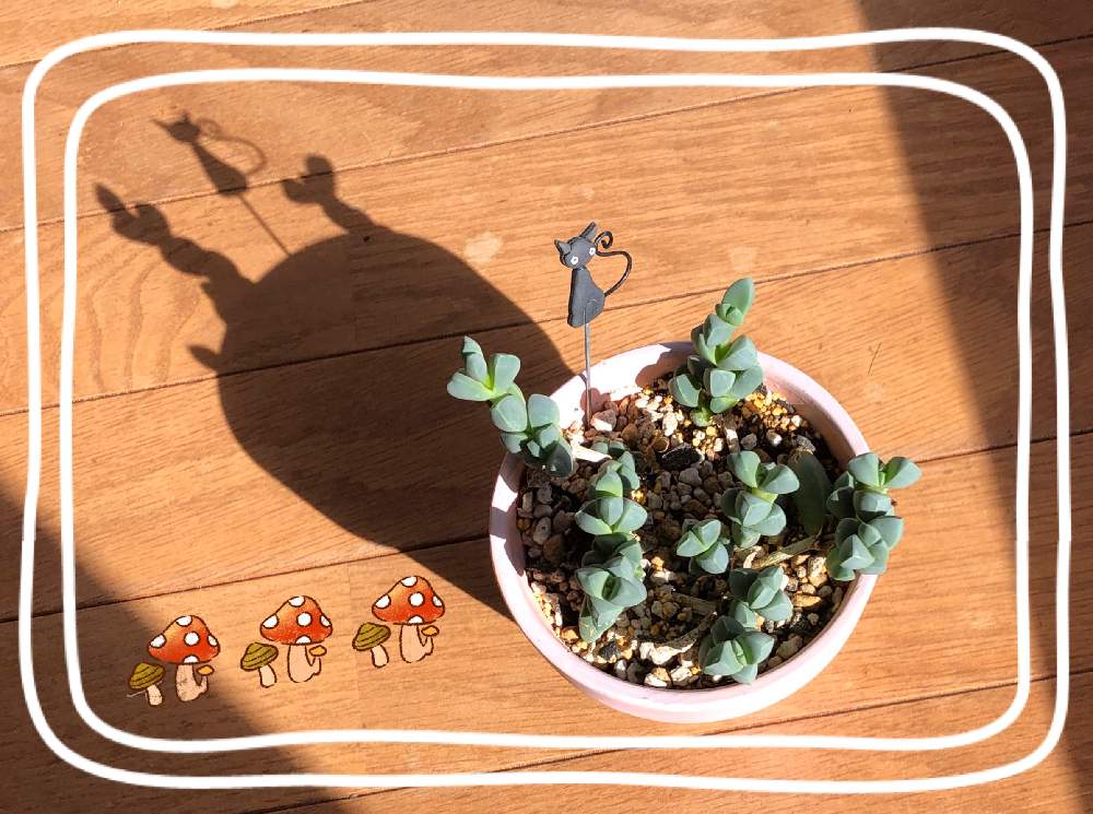 バルコニー/ベランダの画像 by ちかさん | バルコニー/ベランダとレーマニーと多肉植物と黒猫とトトの日と日差しとシルエットと 碧魚連とかわいいと勉強中