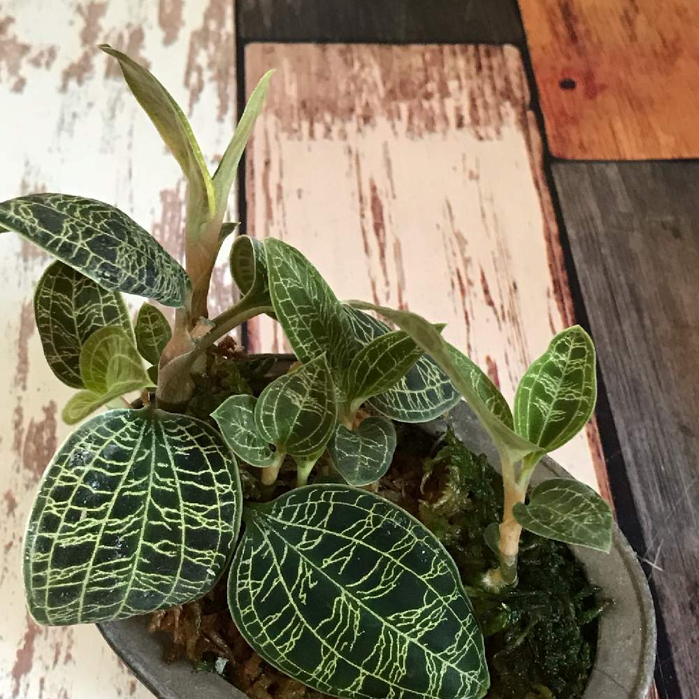 部屋の画像 by ぱるさん | 部屋とジュエルオーキッド マコデスペトラとジュエルオーキッドと新葉と観葉植物とマコデスペトラと葉脈フェチと新芽とリベンジ