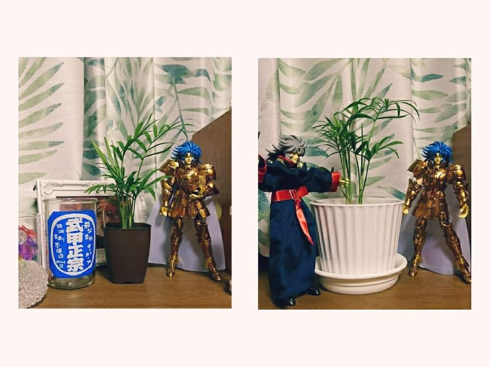 部屋の画像 by セメレーさん | 部屋とテーブルヤシと観葉植物とダイソー産と百均出身