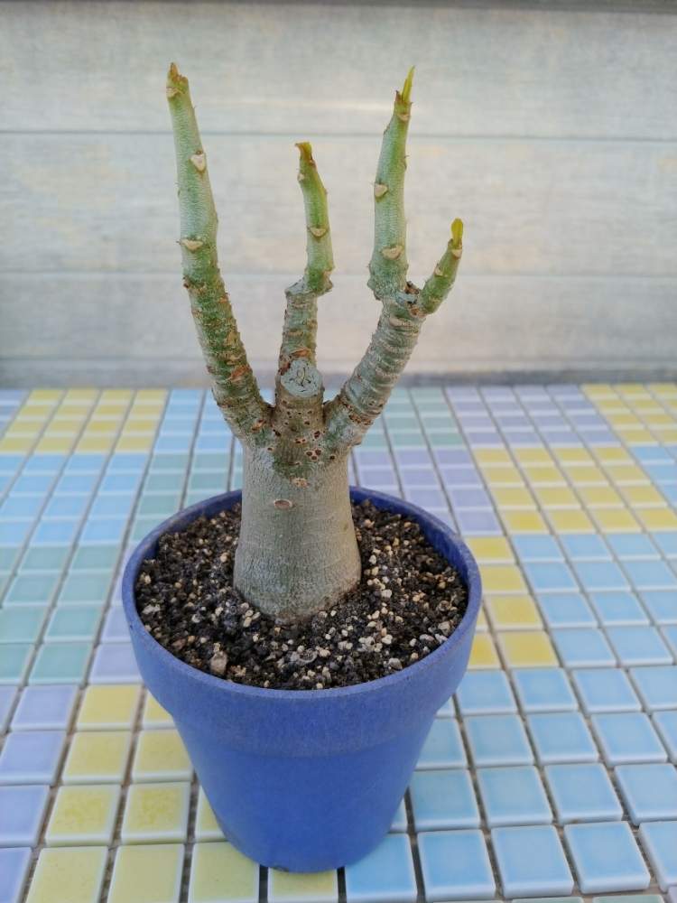 棚の画像 by ヒーローさん | 棚とアデニウムと植物のある暮らしと植物男子と庭作りとgarden DIYとアデニウム☆