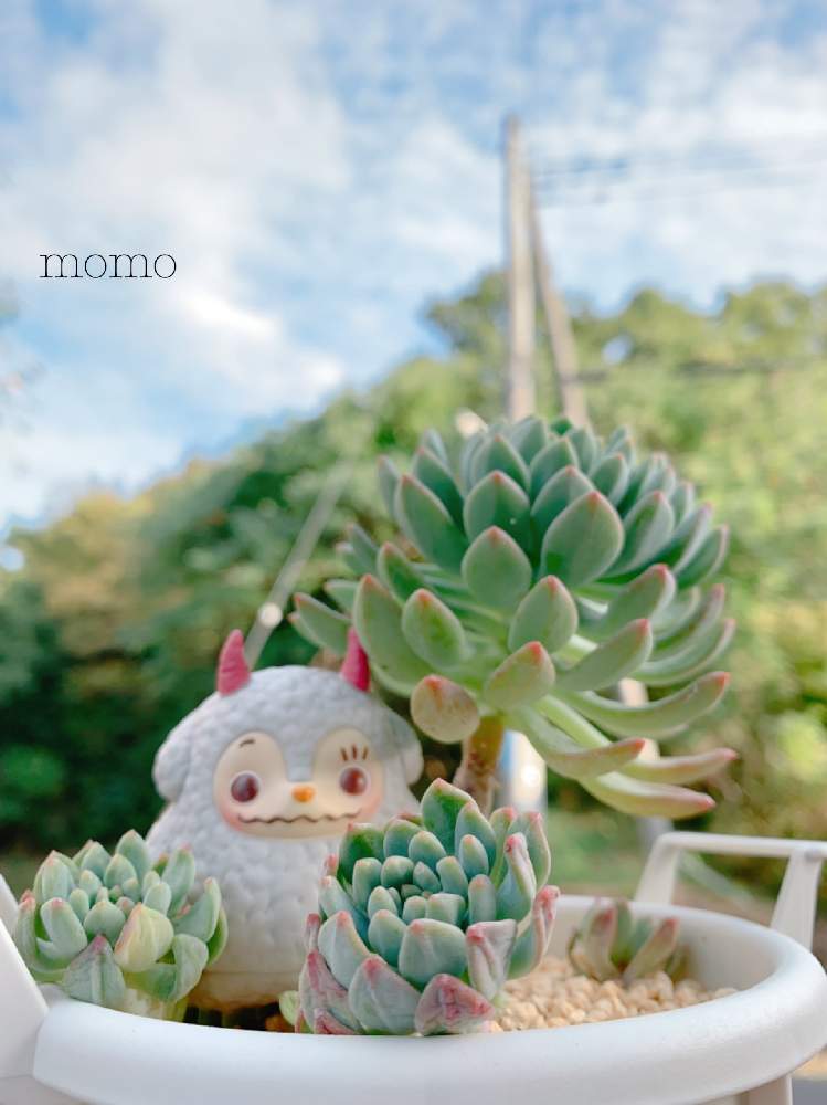小さな庭の画像 by momoさん | 小さな庭とブルーエルフと多肉植物と怪獣プーカと秋ですね♪と台風前の…と秋の気配とブルーエルフ♪と多肉女子と青空の下とひなたかほり