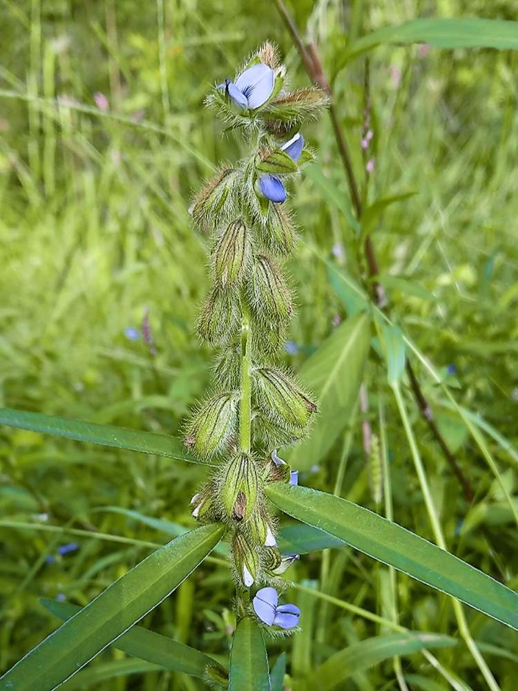 の画像 by 醜男さん | タヌキマメと狸豆と雑草と山野草と野草とスマホ撮影