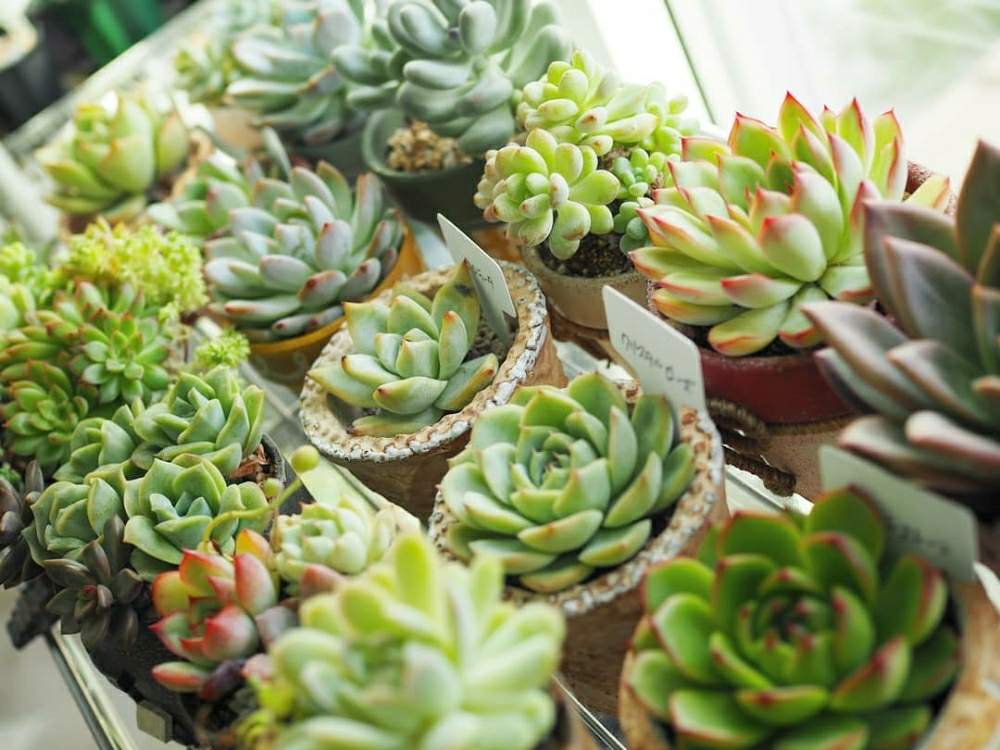 窓辺の画像 by えりさん | 窓辺と多肉植物とHanasai苗と植物のある暮らしとGS映えとエケベリア属と多肉女子とタニラーと多肉棚
