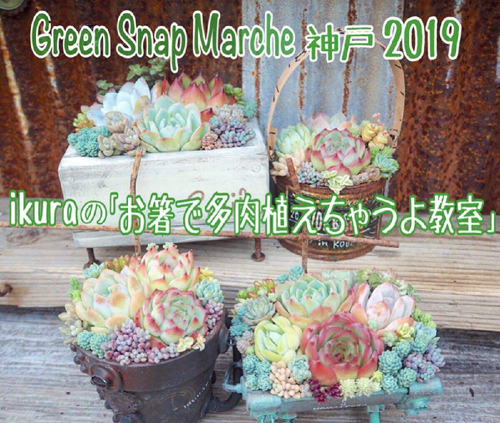 小さな庭の画像 by ikuraさん | 小さな庭と多肉植物と多肉小屋とお気に入りともりもり多肉とお誘いとお箸で多肉とGreenSnapMarche神戸2019とNikonomaスチームパンク鉢と多肉女子と青錆雨樋スチパンと神戸WS限定とmaiチャン メジャー缶とikuraのお箸で多肉植えちゃうよ教室と韓国苗と秘密基地とジャンクガーデンとjyudys苗とbizarre苗とスペシャルコラボ