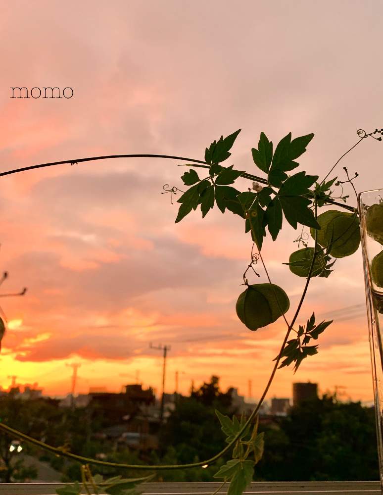 窓辺の画像 by momoさん | 窓辺とフウセンカズラと秋ですね♪と台風前の…と秋はなんか寂しいと夕焼け空と秋の気配と夕焼けコラボとフウセンカズラ*