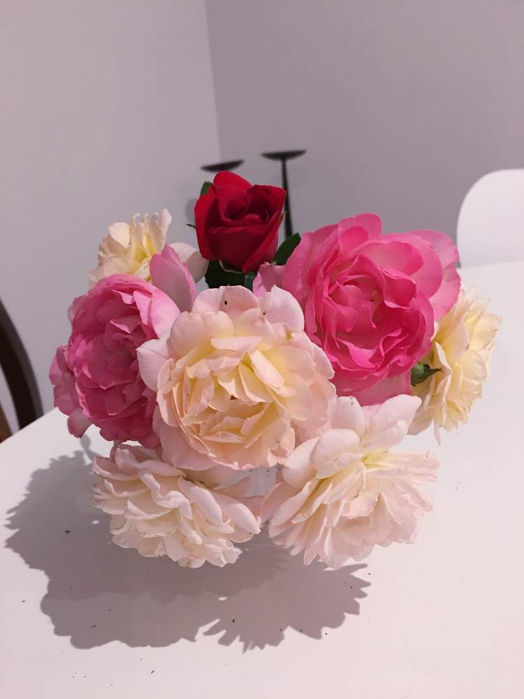 部屋の画像 by キントキさん | 部屋と❤️いいねありがとう♪といいね&フォローありがとうございます:)と薔薇大好き❤️とコメント大歓迎♪とお庭のバラと花のある暮らしとフェリシア♪とバラ ストロベリーアイス