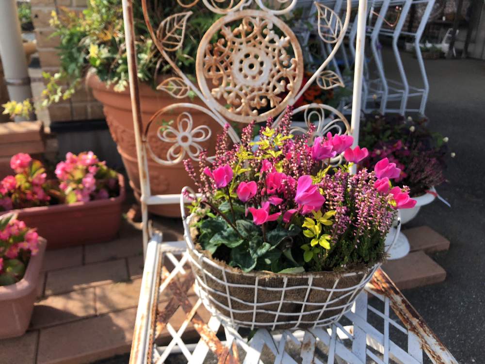 の画像 by ゆいの杜ガーデンセンターさん | 寄せ植えとプリムローズ ジャスミンと臨時休業のお知らせと花のある暮らしとガーデンシクラメン 寄せ植え