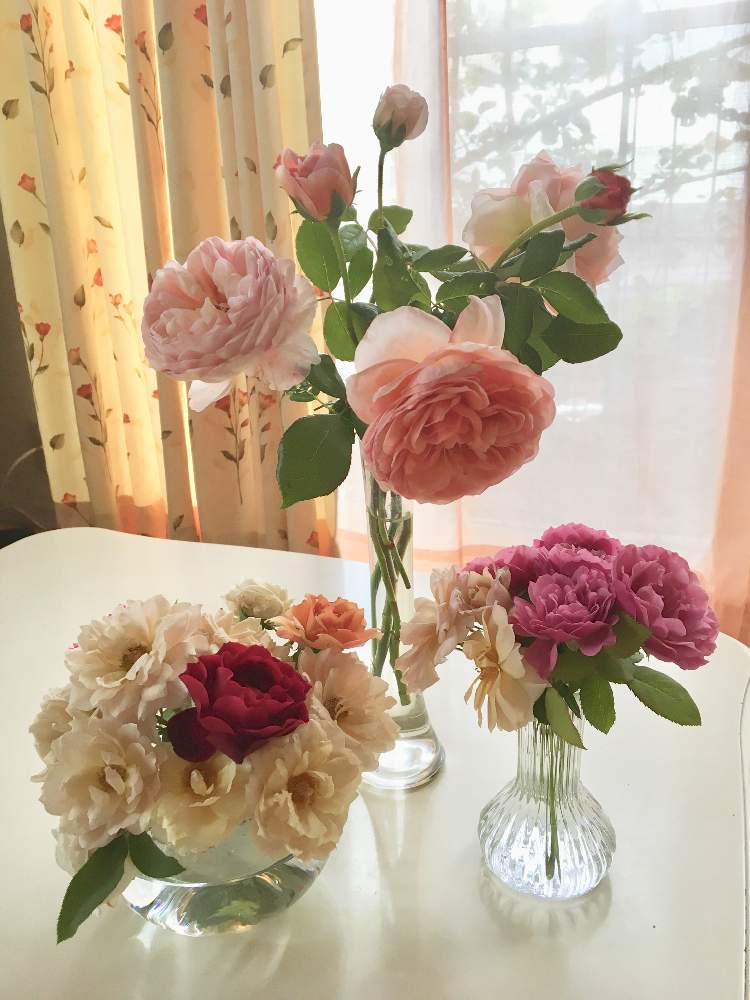 部屋の画像 by luireさん | 部屋とバラとアブラハムダービーとキュンキュン乙女倶楽部と薔薇愛同盟と台風来ないで〜と今日の一枚と香り