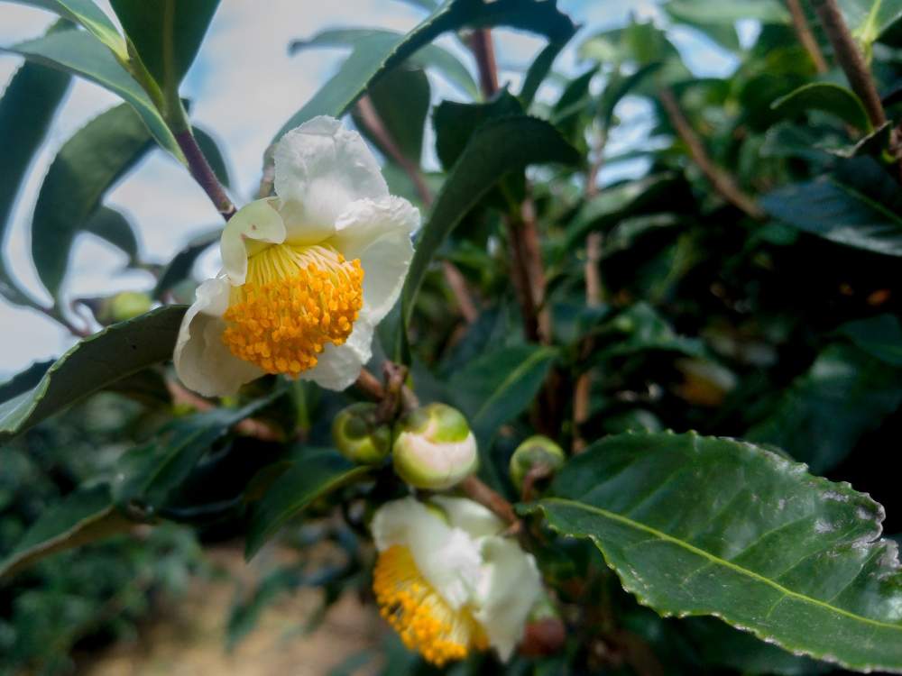 お出かけ先の画像 by ざっき~さん | お出かけ先とチャノキとお茶の花と実とおちゃあ!と茶畑と初秋の気配と道路脇と掛川市と白くてカワイイ花と道路沿いと花のある暮らしと白い花と初秋と静岡県
