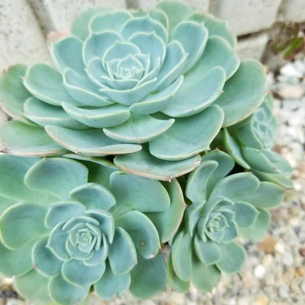 小さな庭の画像 by ぷくぷくさん | 小さな庭と七福神と多肉植物と愛知県と多肉の花壇と多肉の地植えとアエオニウム属と雨ざらしと多肉友達募集中とアエオ好きとたにおたくらぶと七福神 多肉と地植え多肉