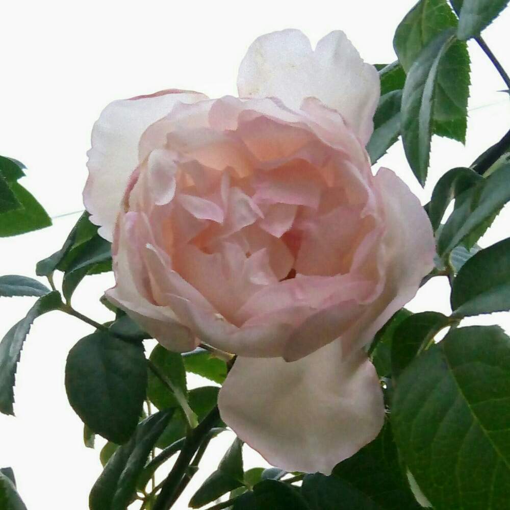 小さな庭の画像 by ひまわりさん | 小さな庭とバラ ザジェネラスガーデナーとばら バラ 薔薇と薔薇に魅せられてと小さな花壇と不思議といい香りと花のある暮らし