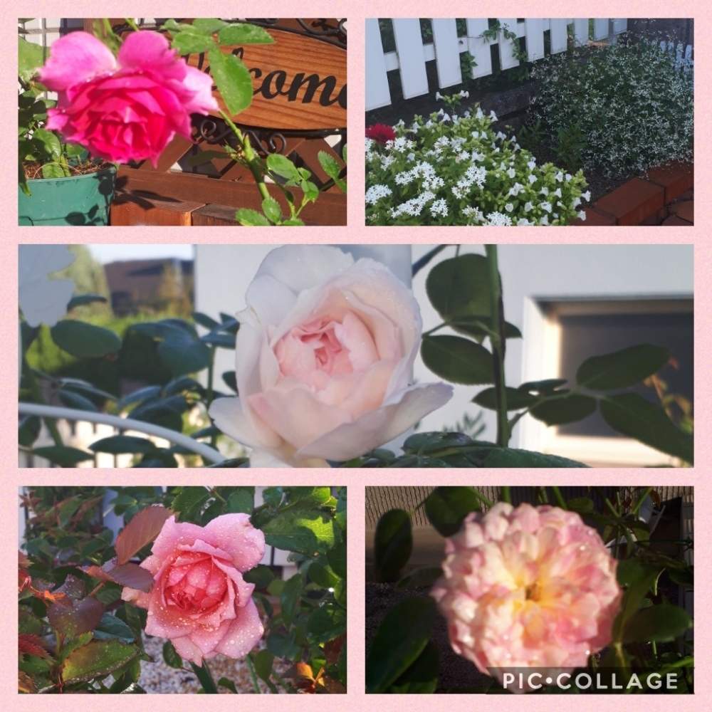 広い庭の画像 by Tomoさん | 広い庭とロザリアン見習いとクリスティアーナ バラとピンク❤︎ピンクと植中毒と憧れの薔薇とガーデニング初心者と雑貨大好き❤と花のある暮らしとたくさんの花が咲く庭にしたい。といいね♥ありがとうございます✨とチーム福岡と小花が好き