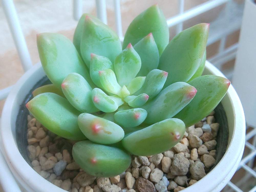 エントランスの画像 by Succulent so cute ♥さん | エントランスとキューティーピンクとCutie pinkと秋の多肉ちゃんとチーム大阪と名前にピンクとno green no lifeとお気に入り~✴️とエケベリア属とスマホ撮影加工なしとsucculent so cute ♥️とcute ♥️ キューティーピンクとチームグリーンとgreenとSucculent Lifeとenjoy botanical life ♥️とcute ♥️ エケとso cute garden ♥️とGS萌え~✴️と多肉コレクション♥と葉っぱlove♥とsucculentとsucculent love ♥