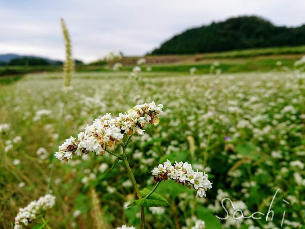 お出かけ先の画像 by sachiさん | お出かけ先と蕎麦(そば)の花と花のある暮らしと残したい風景と今日の花便り