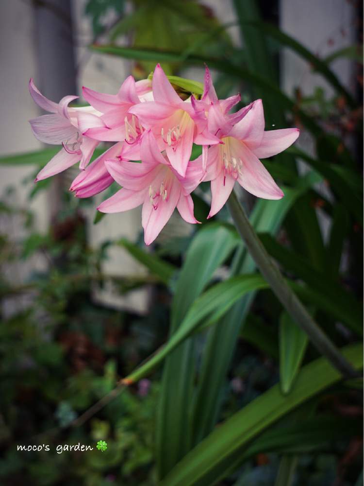 小さな庭の画像 by mocoさん | 小さな庭とアマクリナムとキュンキュン乙女倶楽部と庭の花とマイガーデンとGS映えとヒガンバナ科とフリフリ同好会と広い庭が欲しいとミラーレス一眼といい香りと可愛いとガーデニングと花のある暮らしと大人かわいい♪とROGAN( ⚯̫ )とうどん県人会とオシャレな庭が欲しい