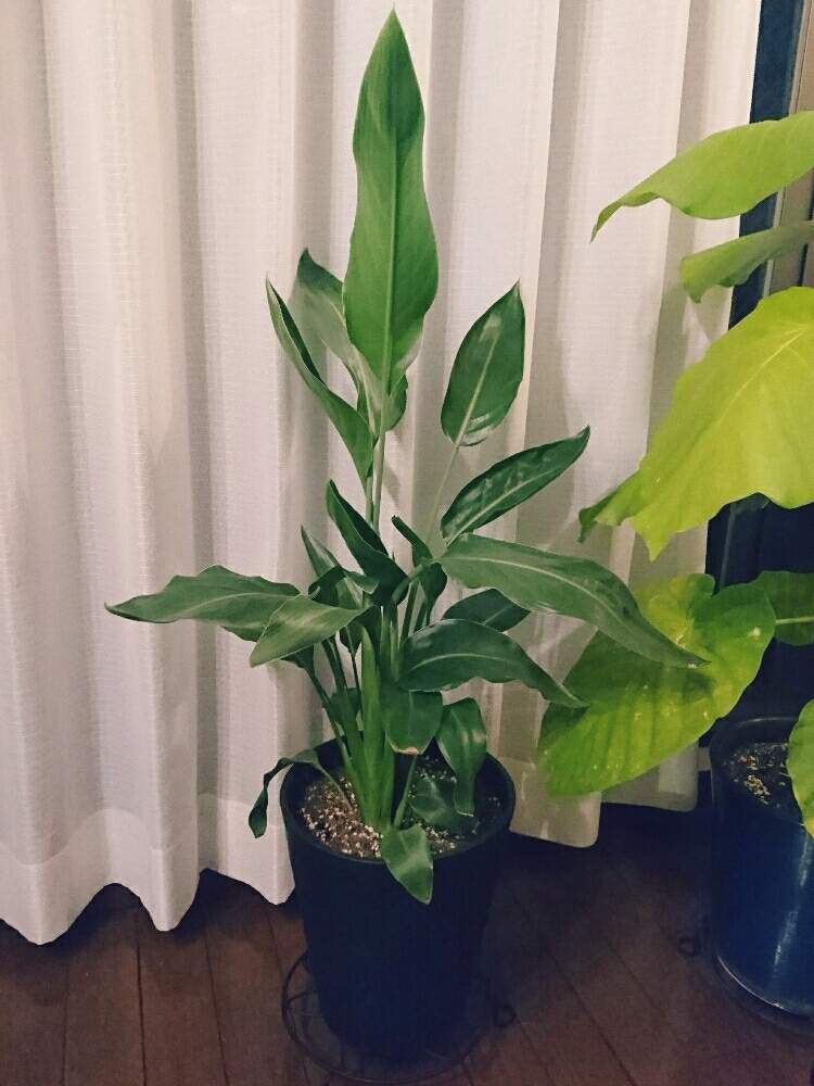部屋の画像 by RINchan◡̈*✧さん | 部屋とストレリチアと観葉植物とボタニカルライフと植中毒とストレリチア・レギネ♡と多肉女子とベランダーとバルコニスト