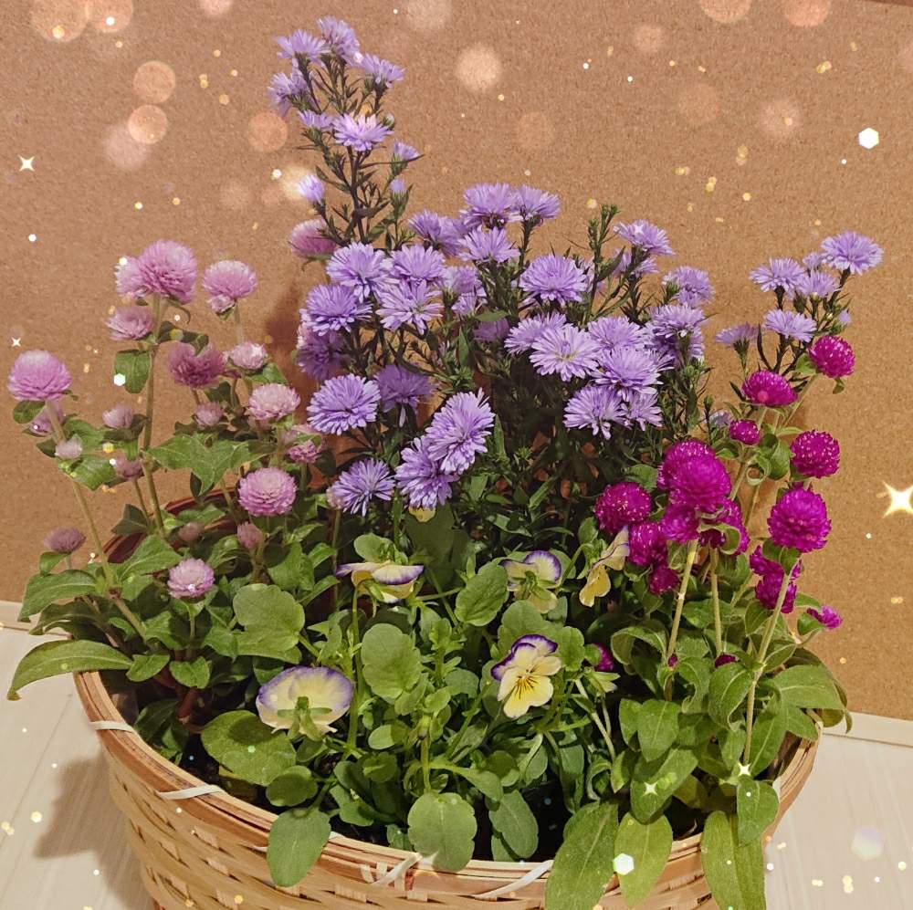 部屋の画像 by ノンさん | 部屋と秋の花と花のある暮らしと緑いっぱいとGREEN UP!