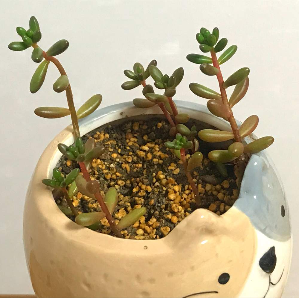 部屋の画像 by はにーさん | 部屋と虹の玉と多肉植物とご機嫌ななめと猫の鉢とネコとひょろひょろとニャンコ^._.^