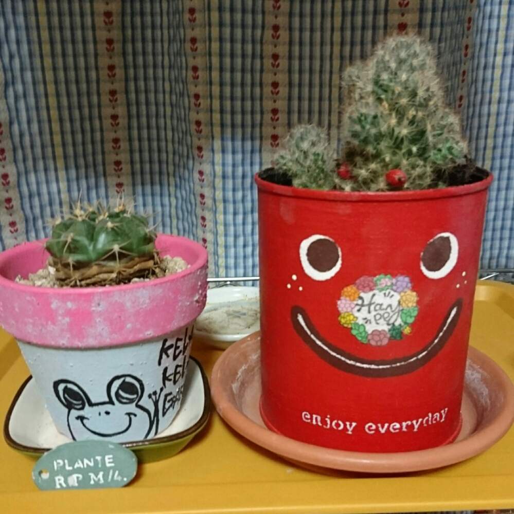 窓辺の画像 by カリナさん | 窓辺と多肉植物と植物のある暮らしと植え替えましたと今日の1枚とさぼてん
