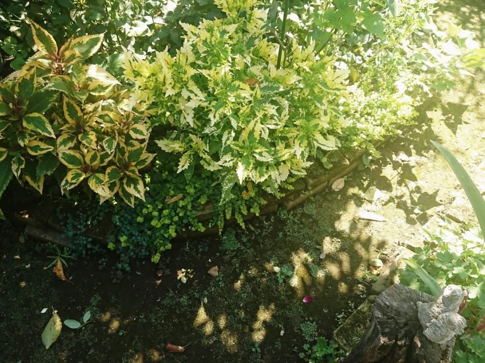 広い庭の画像 by SAkUTOMOさん | 広い庭とコリウスと地植えと手作りの庭と一年草と植中毒