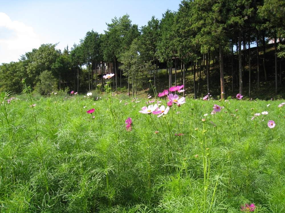 お出かけ先の画像 by よっしさん | お出かけ先とコスモスと開花と旅先と季節の花とおでかけ先と花のある暮らしと四季の風景とGREEN UP!
