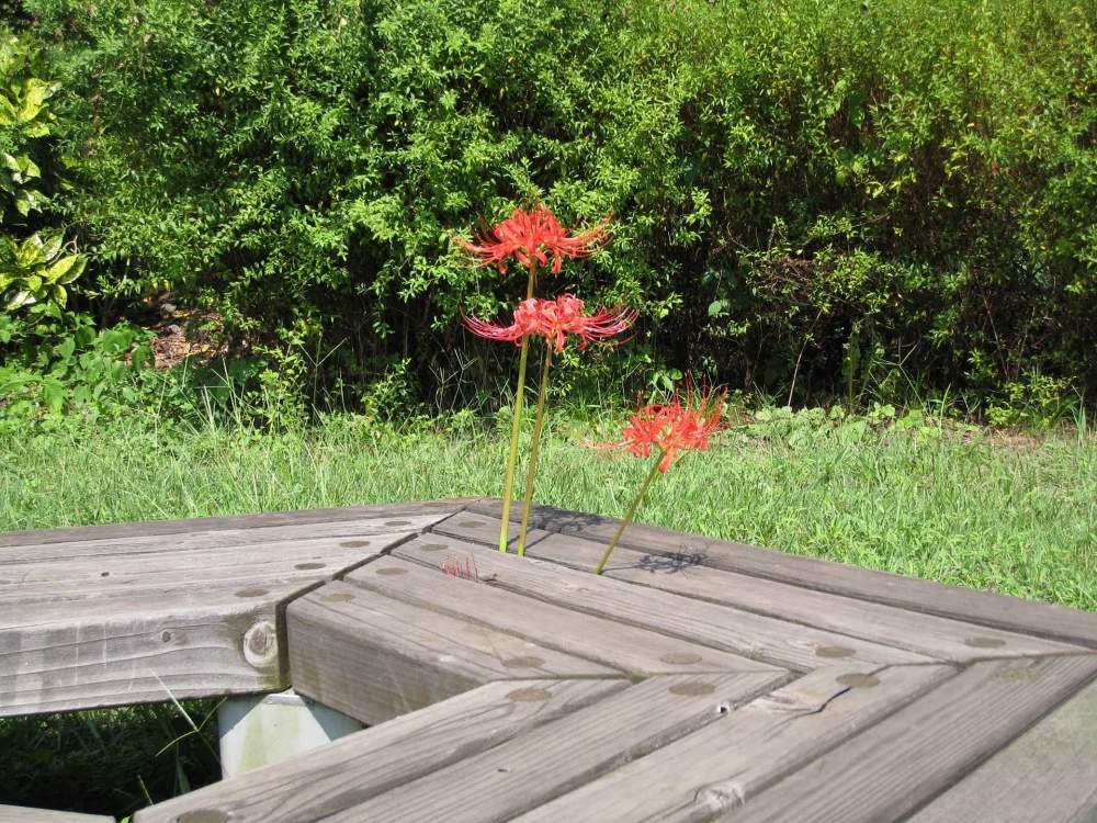 お出かけ先の画像 by よっしさん | お出かけ先とヒガンバナと開花と旅先と季節の花とおでかけ先とみちばたと花のある暮らしと四季の風景とGREEN UP!