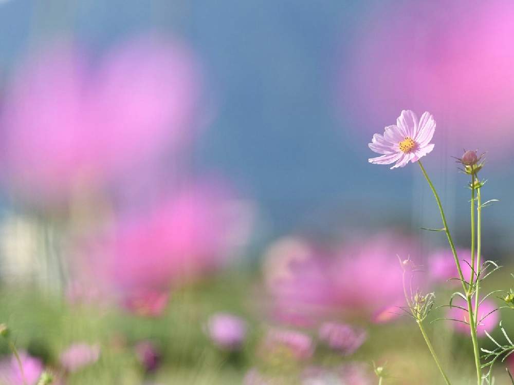 お出かけ先の画像 by 虹色 空さん | お出かけ先と野の花とコスモス畑とゆるフォトとお写んぽとGS映えとGS日和と季節の花と植中毒と今日の一枚と秋を彩るコスモスフォトコンとGreenSnapmarcheと侘び寂び と秋コスモスと花のある暮らしとGREEN UP!と花フォト