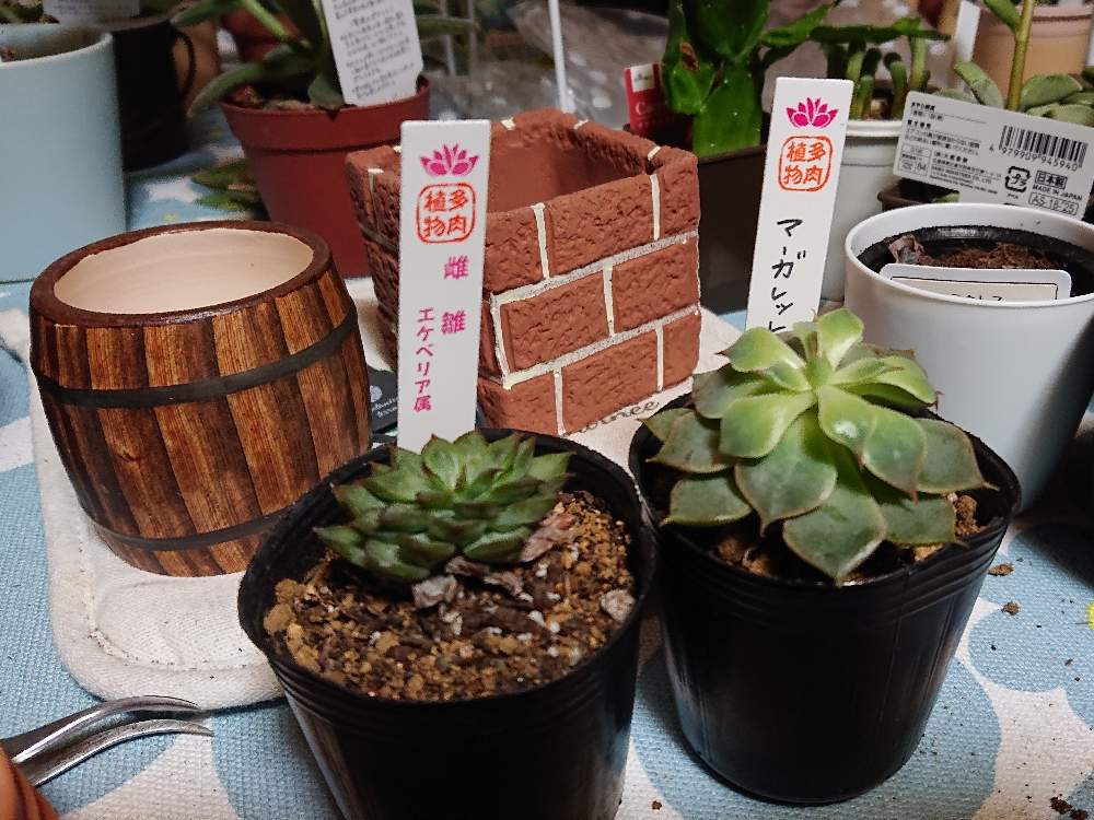 部屋の画像 by やなかわさん | 部屋とマーガレットレッピンと雌雛と多肉植物と秋田県と植物のある暮らしと植物男子と買ってきたと羽後町とエケべリストと多肉植物のある暮らしと植中毒と新顔とタニク男子とタニラーとGREEN UP!と秋田多肉と多肉コーナー