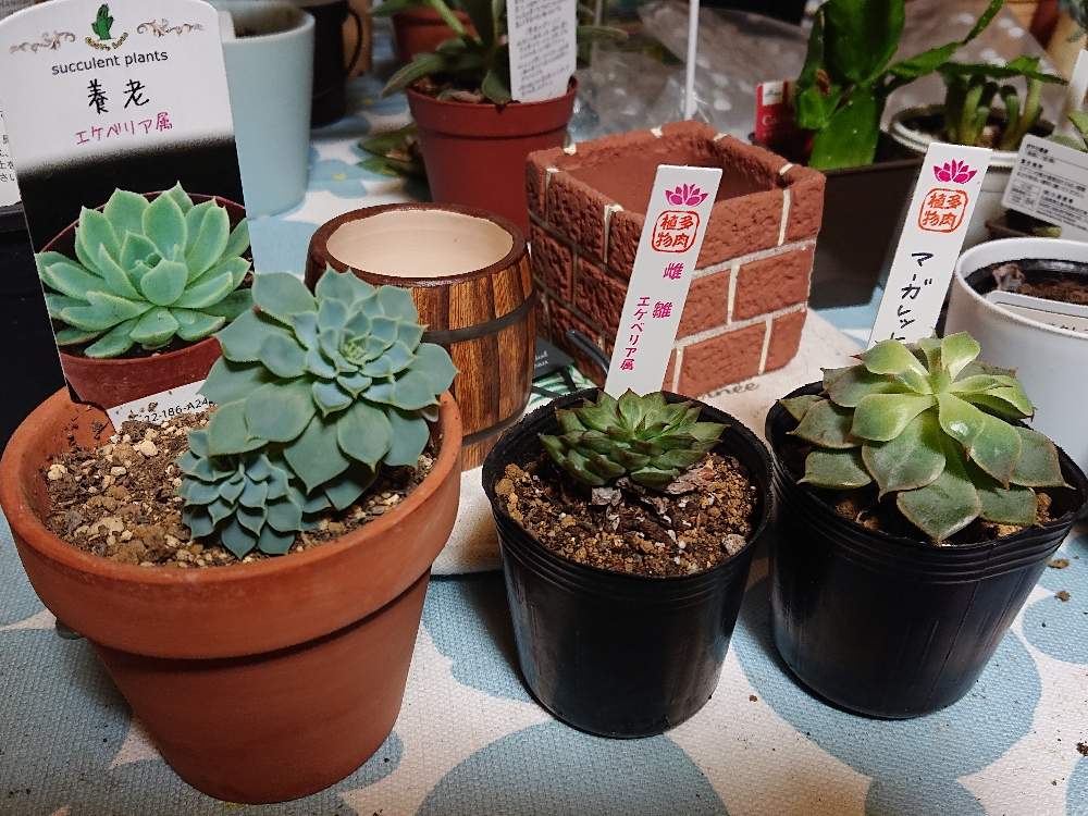 部屋の画像 by やなかわさん | 部屋とマーガレットレッピンと養老と雌雛と多肉植物と秋田県と植物のある暮らしと植物男子と買ってきたと羽後町とエケべリストと多肉植物のある暮らしと植中毒と新顔とタニク男子とタニラーとGREEN UP!と秋田多肉と多肉コーナー