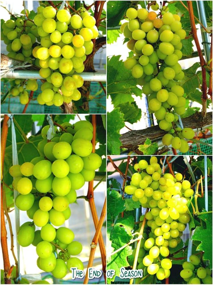 畑の画像 by toshi722さん | 畑とシャインマスカットと家庭菜園とGrape Diary 2019と岐阜県とブドウ栽培日記と最後の収穫と家庭果樹と家庭菜園奮闘日記と初秋と秋の日差しと美濃市