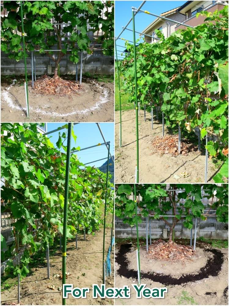 畑の画像 by toshi722さん | 畑とシャインマスカットと家庭菜園とGrape Diary 2019と岐阜県とブドウ栽培日記と家庭果樹と家庭菜園奮闘日記と初秋とお礼肥と美濃市