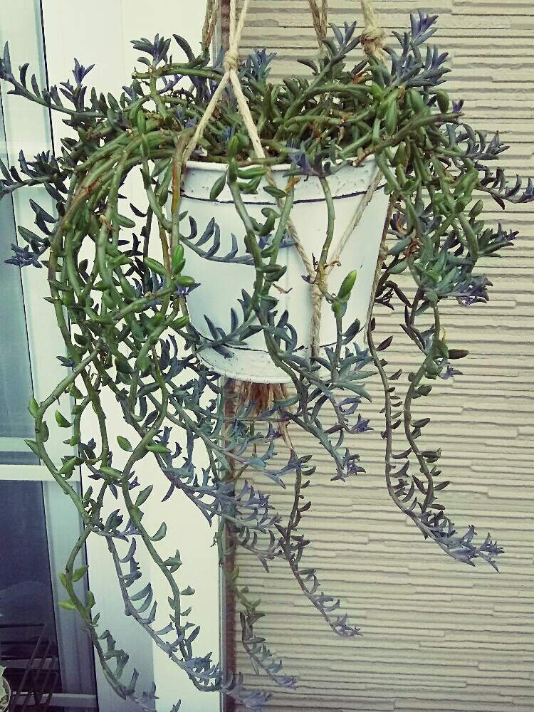 バルコニー/ベランダの画像 by サクマハロさん | バルコニー/ベランダと多肉植物と台風接近とドルフィンネックレス♡と植中毒と多肉女子とタニラーとベランダー