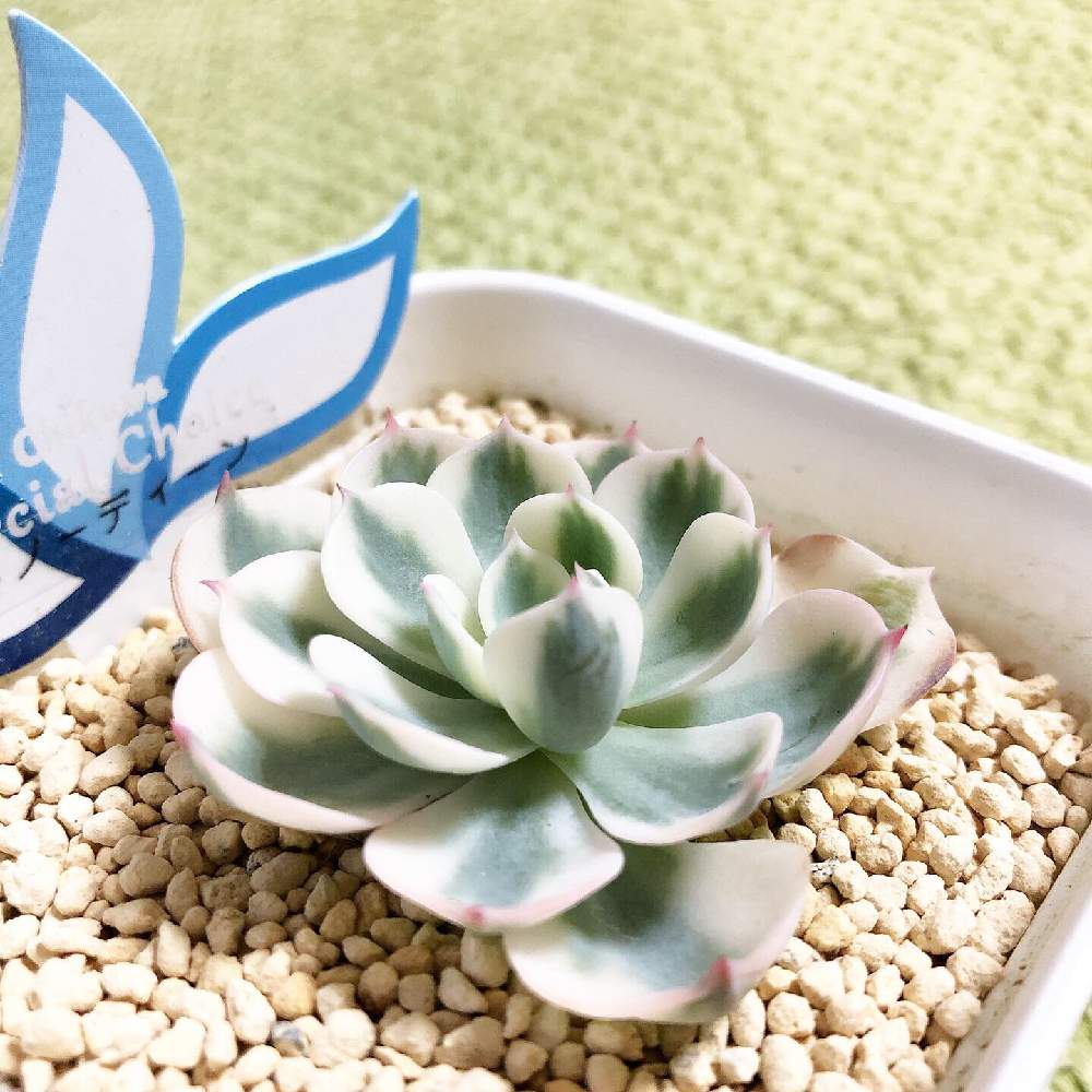 部屋の画像 by Misakiさん | 部屋とルノーディーンと多肉植物とSucculentgardenMisakiと韓国苗に夢中(ㅅ´ ˘ `)♡と千葉県と多肉大好きと多肉が癒しですとchiku select苗と多肉避難とルノーディーン。と多肉女子と韓国苗と多肉植物アレンジメントインストラクターと千葉タニラー