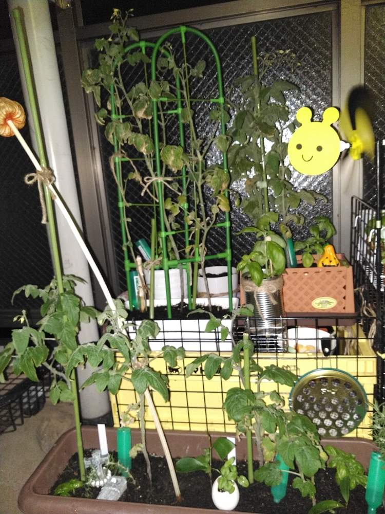 小さな庭の画像 by MANDARA△IDさん | 小さな庭と*Halloween Decoration*と*Seasonal decoration**季節の飾り付け**