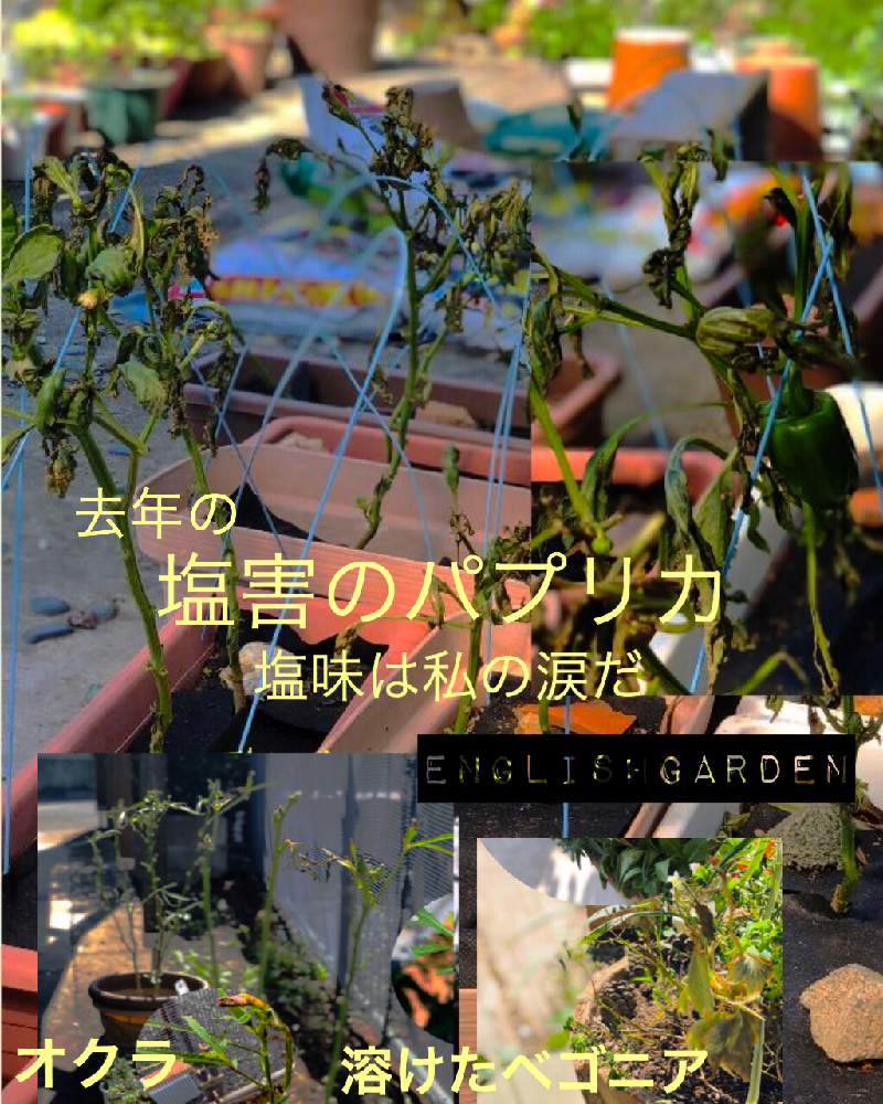 小さな庭の画像 by イングリッシュガーデンさん | 小さな庭とオクラと花ギャザリングとパプリカフルーピーレッドとGSの友へ❤️と台風接近と台風対策とお庭の植物とEGコラージュと花のある暮らしと台風避難