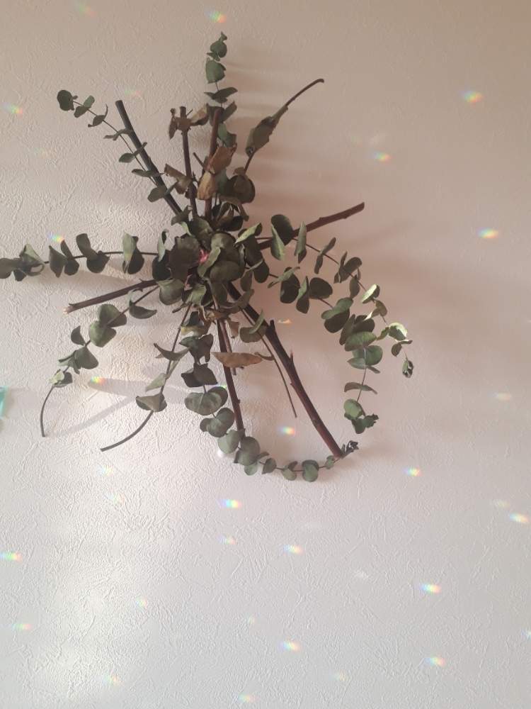 インテリアの画像 by Rummyさん | インテリアとユーカリと植物のある暮らしとドライフラワーと台風接近とフラワーと沖縄とGS映えと自分磨きと自然美と癒し空間といい香りと花のある暮らしとインテリア雑貨